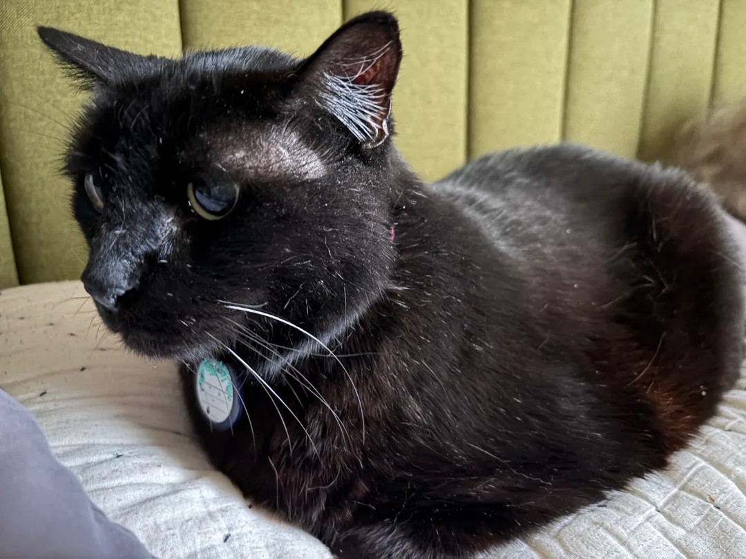 loafing on my pillow