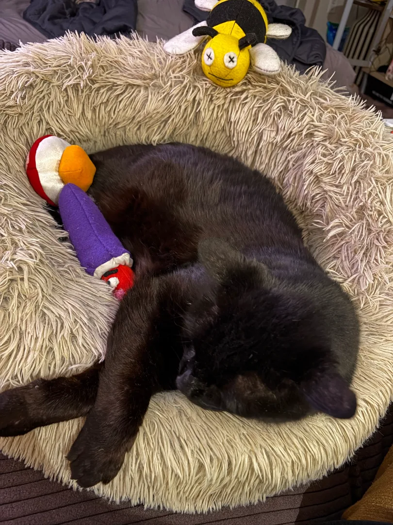 I gave him some friends but they mostly got in his way