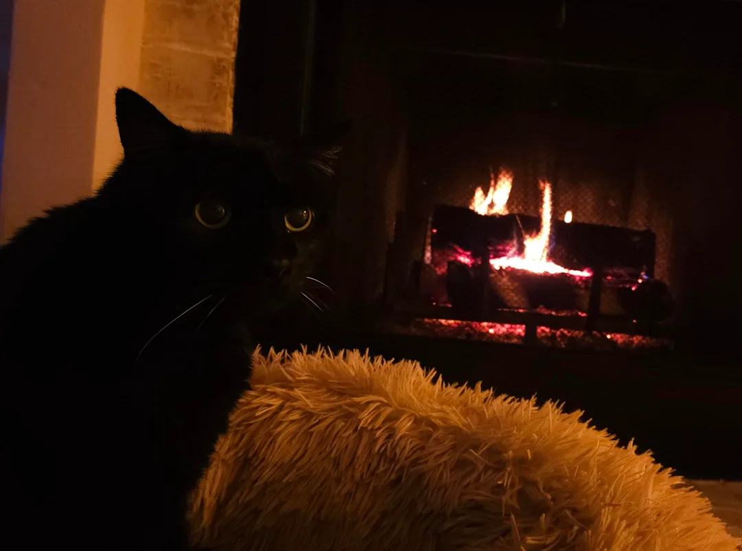 Toasty kitty