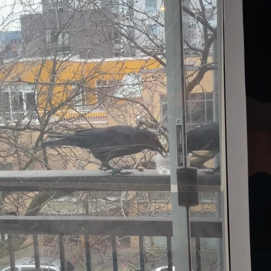 Crow Balcony Feeder