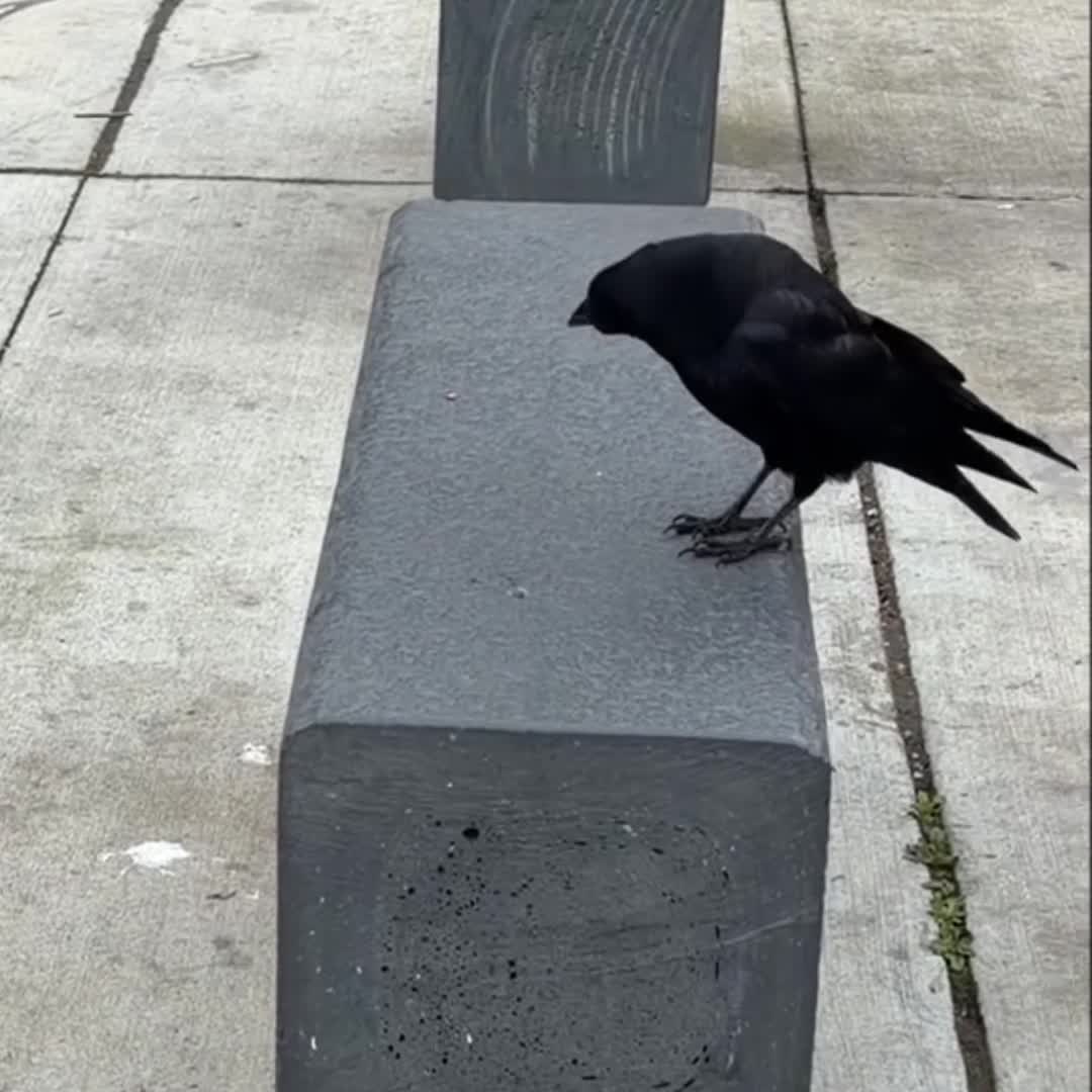 Chatter and Egg Dippies