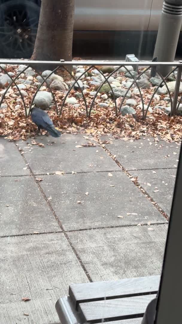 Lost Stash in Leaves