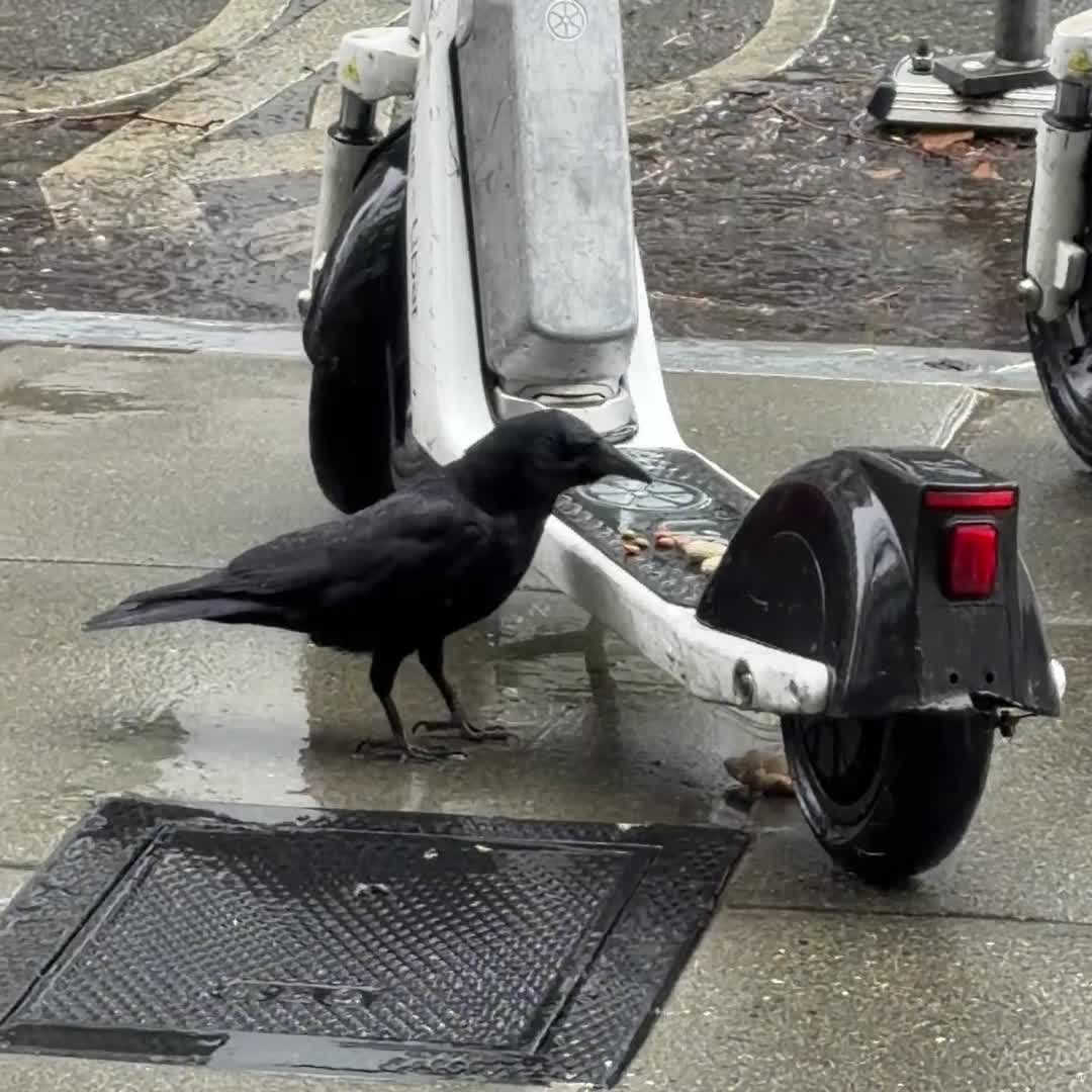 Rainy day crows